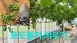 포도봉지 450개 씌우기