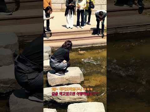 “청계천 난리났다… 오리새끼 8마리 등장