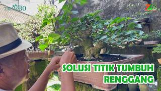 Download lagu MEMBUAT TITIK TUMBUH SEMAKIN RAPAT PADA BONSAI WARU mp3