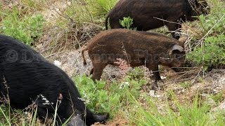 preview picture of video 'Florida Wild Pigs Running Crazy'