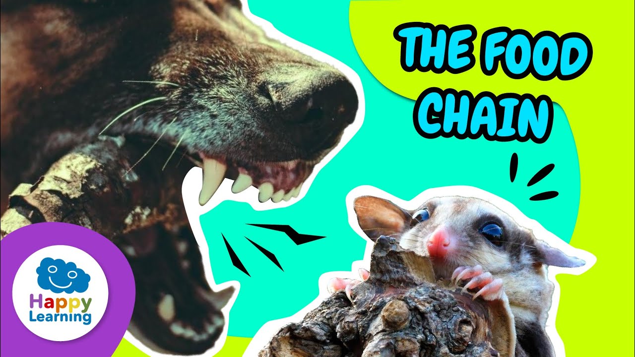 Explore the Food Chain! 🌱🦁🦅 | Educational Videos for Elementary School @HappyLearningENG