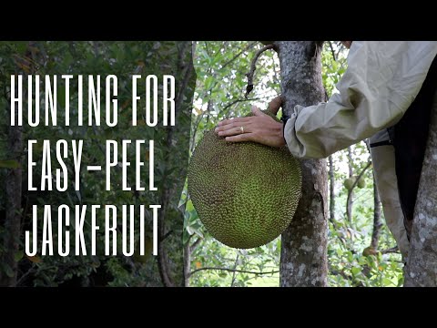 Hunting for Easy-Peel JACKFRUIT? USDA Research CLOSING? Video