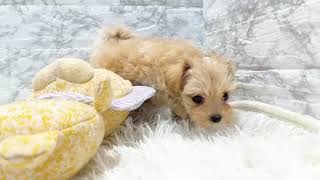 ハーフ犬の動画01