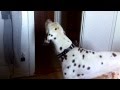 Black Hawk Down Hunger Dogs Barking