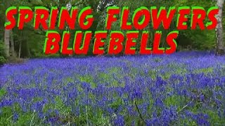 Happy Bluebells-Flowers Spring-Bluebells in the Happy Wild