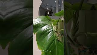 كواترو كافيه الأحساء المبرز مقابل مجمع كيان الطبي