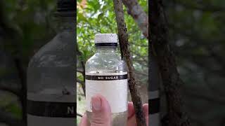 Download lagu HOW TO MARCOT LANSONES USING WATER mp3