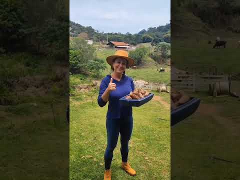 Batata doce colhida aqui em Delfim Moreira MG.