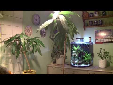 Indoor- Bonsai ( 2022 - 3 )