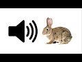 Rabbit - Sound Effect | ProSounds