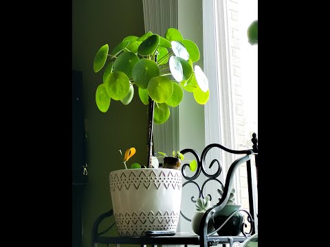 鏡面草照顧