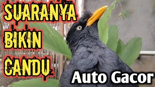Download lagu TERAPI SUARA JALAK KEBO GACOR| Pancingan Dan Masteran Jalak Kebo Agar Cepat Gacor.Putar Suara Ini, mp3 Download lagu TERAPI SUARA JALAK KEBO GACOR| Pancingan Dan Masteran Jalak Kebo Agar Cepat Gacor.Putar Suara Ini, mp3