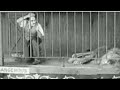 Charlie Chaplin The Lion S Cage Charlie Chaplin Comedy Videos Charlie Chaplin Dance
