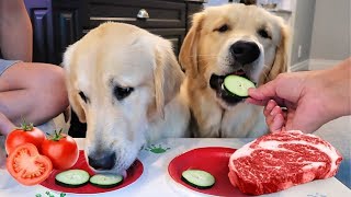 Dogs Review NEW FOODS! Raw Steak, Cucumbers, Tomatoes & Jello!