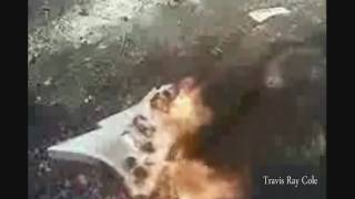 A Dozen Roses For Snarkle Kitten