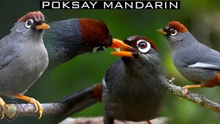 Download lagu PANCINGAN POKSAY MANDARIN PALING MANJUR BIKIN POKSAY BAHAN CEPAT NGEPLONG RAJIN mp3