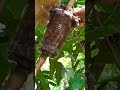 how to make tree branches take root?
