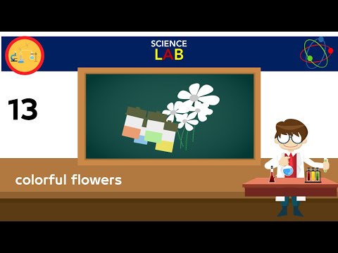 MyScience-Experience-N13-colorful flowers