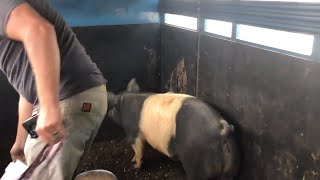 How to Weigh a Pig Without a Scale | Live Weight on a Hog