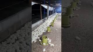 Download lagu bahaya besar kandang close seperti ini mp3 Download lagu bahaya besar kandang close seperti ini mp3