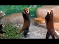Red panda attacks each other cutely! #redpanda #viral #panda #cute #turningred