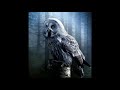 Ambient OWL Sounds Owl Hooting At Night 2 Hours