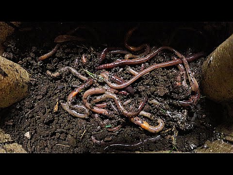 Catch Live WORMS for Free In Your Backyard | HOW TO CATCH NIGHTCRAWLERS