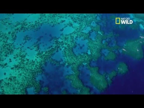 La grande barrière de corail