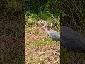 LUCKY Blue Heron Gets Its Prey Birds Hunter Bird Birdwatching Birdsofinstagram Prey Eat