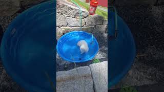 Video preview image #1 Great Pyrenees Puppy For Sale in Croydon, NH, USA