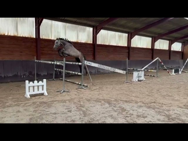 Offspring Tinkabell (Ze Carioca x Tinkabell)