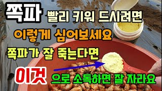 쪽파 빨리키워드시려면 이렇게 심어보세요 쪽파가 잘 죽는다면 유황으로 종자소독하고 심으면 잘자랍니다 쪽파비닐에…