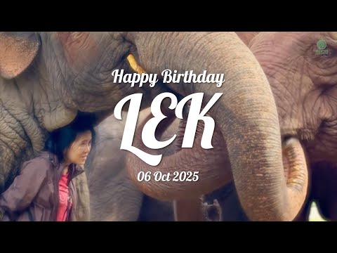 Happy Birth Day to Lek - ElephantNews