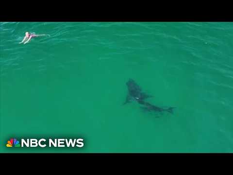 Video shows great white shark stalking swimmers