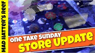 One Take Sunday | Fish Store Update