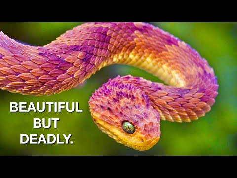 Bush Vipers: Beautiful but Deadly