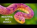 Bush Vipers Beautiful But Deadly