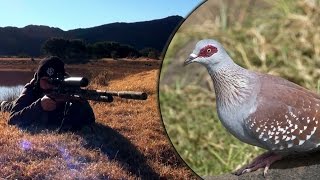 Long Range Airgun Hunting – Pigeon Paradise Episode 2