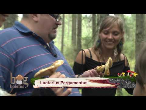 O incursiune în lumea ciupercilor, cu trupa OM, la Big Boletus