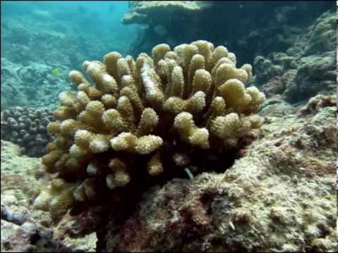 Scuba Diving Turtle Canyon Reef, Hawaii