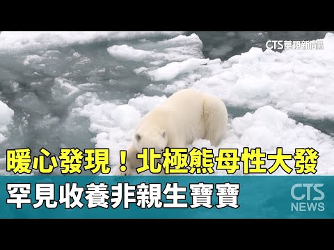 暖心發現！北極熊母性大發　罕見收養非親生寶寶