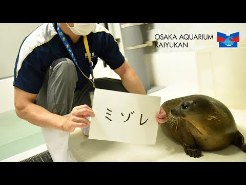 IUCN分類における絶滅の危険性を示す図。