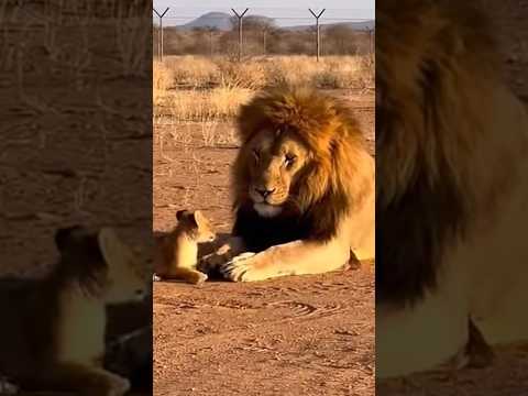 【これはあかんなぁ】#ライオン #lion #優しい #笑える #comedy #shorts #アフレコ