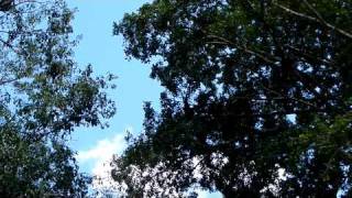 preview picture of video 'Howler Monkey Serenade - Lamanai, Belize'