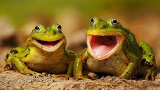 Sestříh zvířat, které vydávají NAPROSTO PODIVNÉ ZVUKY! Sestříh zvířat, které vydávají NAPROSTO PODIVNÉ ZVUKY!