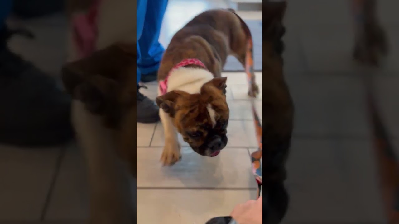Smore's video