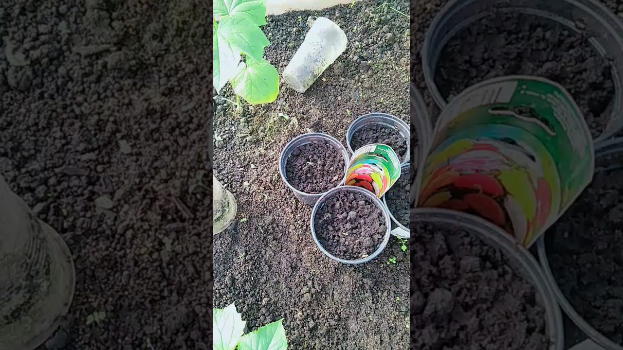 Огурцы в зимней теплице