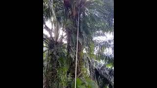 Download lagu Harvesting Palm (Elaeis guineensis) Kernel ! #shorts #palm #kernel #plantation #indonesia mp3