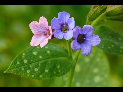 Natur auf der Spur - Lungenkraut