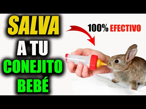 ✅How to CARE for an ORPHANED BABY rabbit:😱 Complete Guide to 'RAISE your PET without its MOTHER💥
